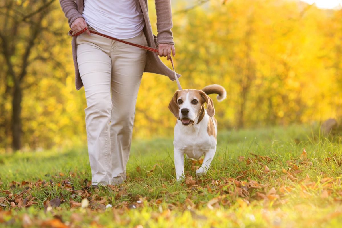 Dog friendly walking routes Washington