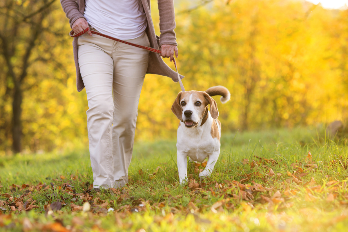 Dog friendly walking routes Washington.